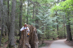 Trail of the Cedars