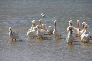 Lots of White Pelicans