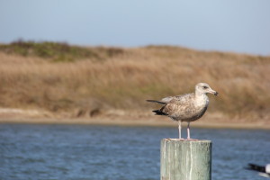 Not a Whooping Crane