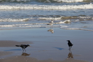 More Birds on Another Beach