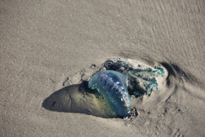 Portuguese Man Of War