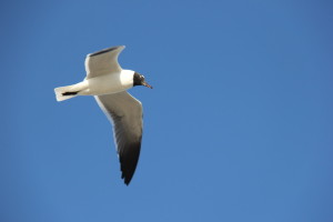 Another Seagull