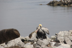 Pelican with an attitude!