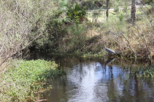 Gulf Shores Greeter