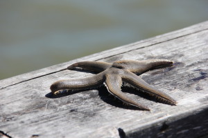 Fresh "Starfish"