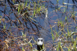 Baby Alligator