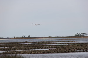 Apalachicola Bay