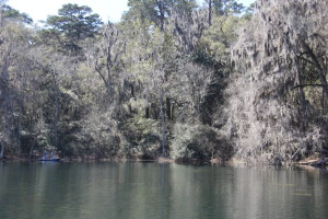 Lots of Spanish Moss Reminds me of Georgia