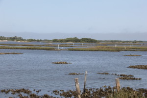 Low Tide