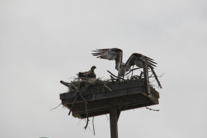 Osprey Mom and Dad