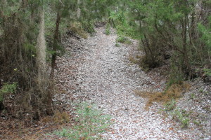 Shell Mound