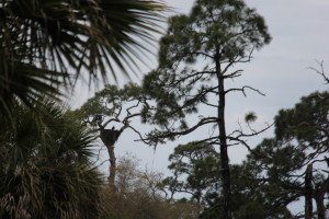 Nest weighs approx 1,100 pounds