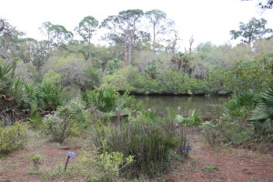 Butterfly Garden