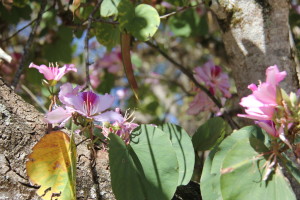 Orchid Blossums