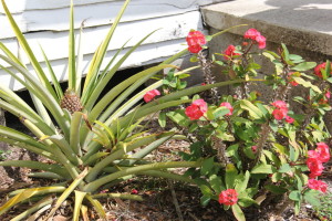 Pineapple Plant and Crown of Thorns