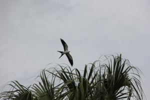 Swallow-tailed Kite