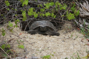 Gopher Tortoise