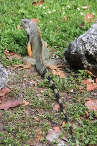 Ms Igvana Iguana