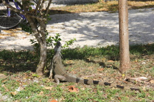 Mr. Iggy Iguana