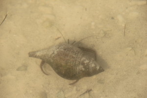 Hermit Crab in water