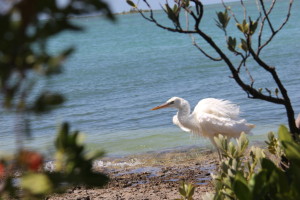 Great White Heron