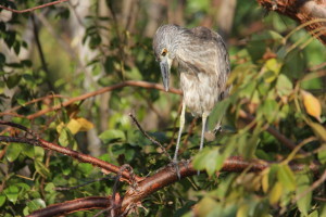 Bird on my head!