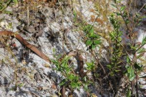 3-4 ft Eastern Coachwhip Snake non-venomous 